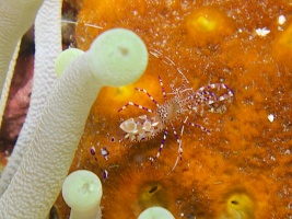 Spotted Cleaner Shrimp IMG 4569